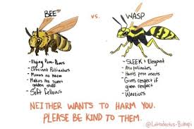 Wasps Tumblr