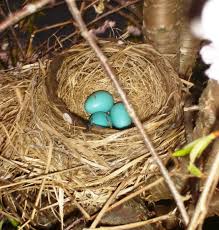 If i hadn't seen any robins today but stumbled upon the nest thanks.i noticed a small black dot inside the egg and the next morning it was a small ring with faint. American Robin Facts And Pictures Owlcation