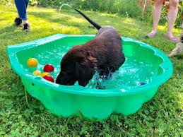 welpenspielstunde home facebook