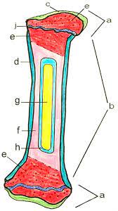 Includes the osteocytes, lamella, haversian system, and other features of. Bone Coloring Answer Key And Coloring Sample