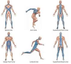 Fascia Can Change Properties You Know How Your Skin Changes When You Re In The Pool Too Long And Your Fingers Become Dimply Myofascial Fascia Massage Therapy