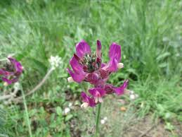 Image result for Dichilus reflexus