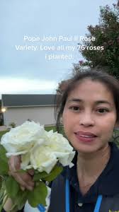 Pope John Paul II Rose Variety. Love all my 76 roses i planted.