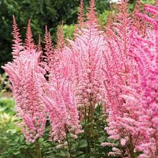 Mighty Pip Plume Astilbe Astilbe Astilbe Flower Garden Bulbs