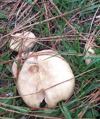 Image result for Suillus weaverae