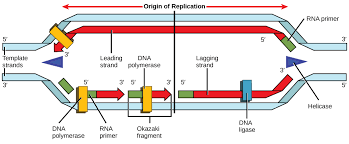 Waseem Khaleel | Ap Biology: Dna Replication And Comparing Leading Strand  To Lagging Strand. #Ap #Apbio #Dna #Science #Bio | Instagram