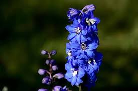 One of zeus' many affairs led to the birth of heracles, one of the greatest greek heroes. 5 Cancer Birth Flowers That Represent Cancer The Zodiac Sign