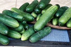 Image result for Cucumis sativus