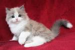 Ragamuffin Kittens For Sale - Ragamuffin Kittens Cattery