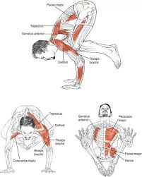 Crow Pose Yoga Anatomy Yoga Asanas Yoga Inspiration