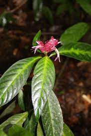 Image result for Justicia syncollotheca