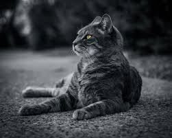 1920x1080 Cat Monochrome 4k Laptop Full Hd 1080p Hd 4k Wallpapers Images Backgrounds Photos And Pictures Download best 161 monochrome wallpapers. 1920x1080 cat monochrome 4k laptop full