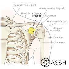 Coracoid Process Shoulder Anatomy Shoulder Joint Anatomy Body Anatomy