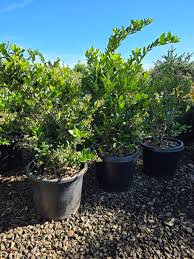 Image result for Ligustrum