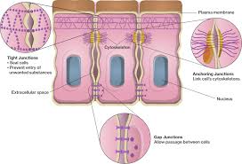 Maybe you would like to learn more about one of these? Eukaryotes Course Hero