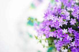 We did not find results for: April Showers Budget Friendly May Wedding Flowers Cgw B B