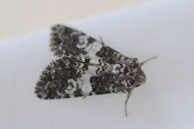 Image result for Hadena compta