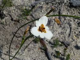 Image result for Moraea elliotii