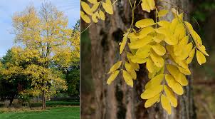 Image result for Faurea rubriflora