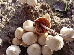 Image result for Conocybe lactea