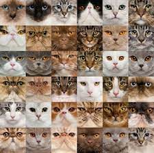 Types Of Cats Katte