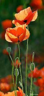 Pin By Yvonne Small On Fleurs 1 Poppy Flower Flower Pictures Flowers