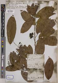 Image result for Gomphia