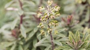 Image result for Euphorbia eranthes