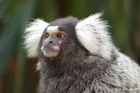 common-marmoset - World Land Trust