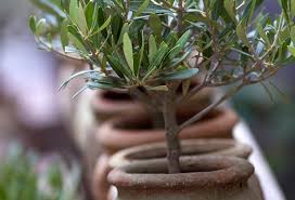 Installez vos plantes dans de grands contenants bien drainés étape 3 : Plantes En Pot Special Secheresse Gamm Vert