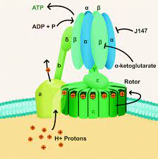 Electron micrographs of mitochondria show globular structures protruding from the matrix side of the inner mitochondrial membrane. Atp Synthase A Target For Dementia And Aging Rejuvenation Research