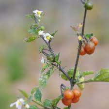 Image result for Solanum villosum