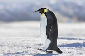 Home > about antarctica > animals > penguins penguins are flightless birds that are highly adapted for the marine environment. Adorable Photos Of Antarctica S Emperor Penguins