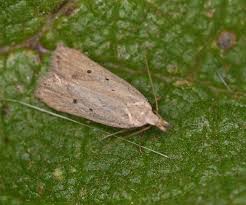 Image result for Nothris verbascella