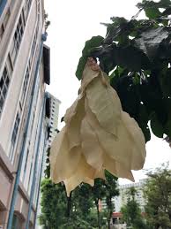 Image result for Cynometra alexandri