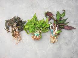 Image result for Scythris crypta