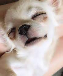You Can Find Dogs Of Just About Any Breed In Shelters Or Rescues Including Chihuahuas Fotos De Perros Chihuahua Perros Chihuahua Perros Bonitos