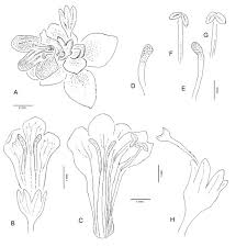 Image result for Crepidorhopalon