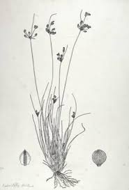 Image result for Pycreus flavidus