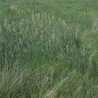 Image result for Anthephora pubescens