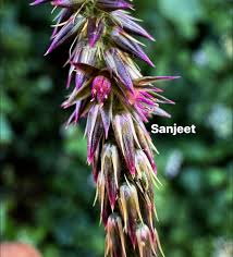 Image result for Amaranthaceae