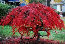 Japanese Maples Maple Tree Landscape Japanese Maple Tree Japanese Maple Tree Landscape