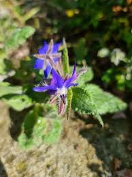 Image result for Borago