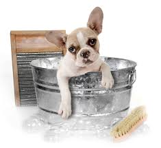 Remember to praise your dog or puppy when they go to the toilet in the correct place. How To Clean And Bathe A Chihuahua