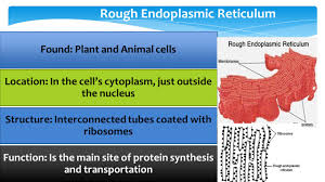 Maybe you would like to learn more about one of these? Cell Structures And Organelles Cell Membrane Found All Cells Location Outer Part Of The Cell Structure Phospholipid Bilayer Fluid Flexible Function Ppt Download
