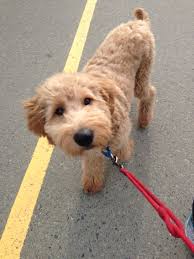 Check spelling or type a new query. How To Groom A Labradoodle Puppy Arxiusarquitectura