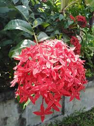 Image result for Ixora praetermissa