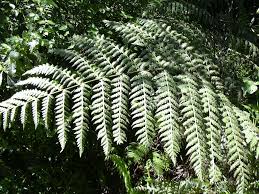 Image result for Blotiella