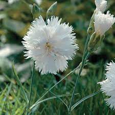 Although its flowering period is shorter than most modern varieties, dianthus 'mrs sinkins' is well worth growing for it's reliablility and ability to fill a whole room with. Pink Mrs Sinkins Dianthus Hybrida Plants Select Seeds