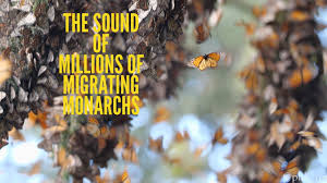 But if you take a closer look at four butterfly pictures below, you'll see how easy it is to tell monarch butterfly males from females. The Sound Of Millions Of Monarch Butterflies Youtube